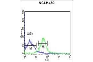PRKACA Antibody (N-term K82) (ABIN390798 and ABIN2841043) flow cytometric analysis of NCI- cells (right histogram) compared to a negative control cell (left histogram). (PRKACA Antikörper  (N-Term))