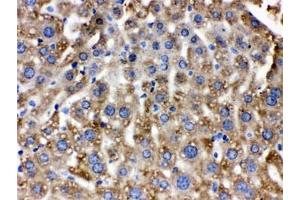 IHC testing of FFPE mouse liver with Catalase antibody. (Catalase Antikörper)