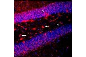 Expression of BDNF in mouse hippocampusImmunohistochemical staining of perfusion-fixed frozen mouse brain sections using Guinea pig Anti-BDNF Antibody (ABIN7042969, ABIN7045379 and ABIN7045380), (1:400), followed by goat anti-guinea pig-Cy3.