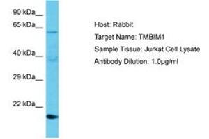 Image no. 1 for anti-Transmembrane BAX Inhibitor Motif Containing 1 (TMBIM1) (AA 46-95) antibody (ABIN6750655) (TMBIM1 Antikörper  (AA 46-95))