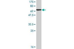 Western Blotting (WB) image for anti-Protease, serine, 8 (PRSS8) (AA 1-343) antibody (ABIN519337)