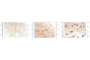 Immunocytochemistry/Immunofluorescence analysis using Mouse Anti-SOD3 Monoclonal Antibody, Clone 4GG11G6 . (SOD3 Antikörper  (HRP))