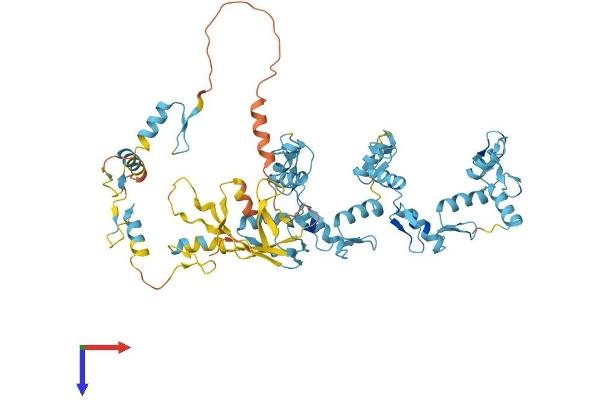 PRDM5 Protein (AA 1-599) (His tag)