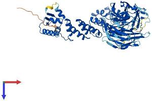 AlphaFold protein structure predicition of Mouse Recombinant Kbtbd3 Protein, UniprotID Q8BHI4