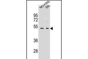 WDR86 Antibody (C-term) (ABIN656453 and ABIN2845737) western blot analysis in NCI-,293 cell line lysates (35 μg/lane). (WDR86 Antikörper  (C-Term))