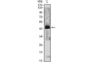 Western Blot showing PTH antibody used against PTH (AA: 1-115)-hIgGFc transfected HEK293 cell lysate. (PTH Antikörper  (AA 1-115))
