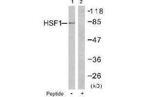 Image no. 1 for anti-Heat Shock Factor Protein 1 (HSF1) (Ser303) antibody (ABIN197514) (HSF1 Antikörper  (Ser303))