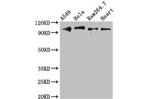 Western Blot Positive WB detected in: A549 whole cell lysate, Hela whole cell lysate, RAW264. (TLR5 Antikörper  (AA 682-850))