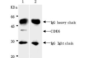 Western Blotting (WB) image for anti-Cyclin-Dependent Kinase 6 (CDK6) antibody (ABIN487480) (CDK6 Antikörper)