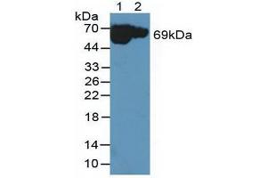 Figure. (MT-ND5 Antikörper  (AA 425-562))