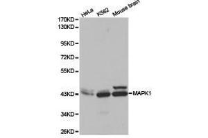 Western Blotting (WB) image for anti-Mitogen-Activated Protein Kinase 1 (MAPK1) (N-Term) antibody (ABIN1873622)