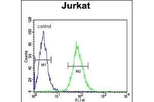 GGNBP2 Antibody (C-term) (ABIN651560 and ABIN2840301) flow cytometric analysis of Jurkat cells (right histogram) compared to a negative control cell (left histogram). (GGNBP2 Antikörper  (C-Term))