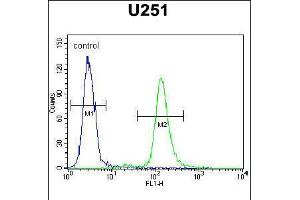 Flow cytometric analysis of U251 cells (right histogram) compared to a negative control cell (left histogram). (Acap3 Antikörper  (N-Term))