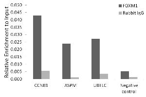 Chromatin immunoprecipitation analysis of extracts of 293T cells, using FOXM1 antibody (ABIN3023678, ABIN3023679, ABIN3023680, ABIN1679892 and ABIN6219567) and rabbit IgG. (FOXM1 Antikörper  (AA 1-350))