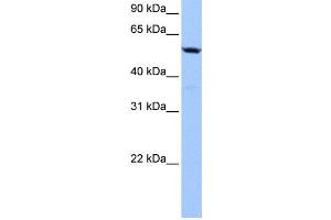 Western Blotting (WB) image for anti-Chromosome 18 Open Reading Frame 54 (C18orf54) antibody (ABIN2459652)
