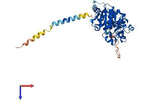 Secretory Blood Group 1 (SEC1) (AA 1-368) protein (His tag)