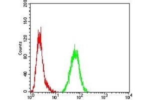 Flow cytometric analysis of Hela cells using S100B mouse mAb (green) and negative control (red). (S100B Antikörper  (AA 1-92))