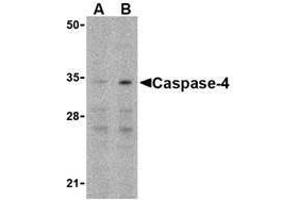 Western blot analysis of Caspase-4 in Ramos cells with Caspase-4 antibody at (A) 0.