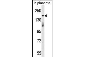 INTS1 Antibody (ABIN656190 and ABIN2845516) western blot analysis in human placenta tissue lysates (35 μg/lane). (INTS1 Antikörper  (N-Term))