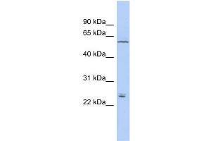 WB Suggested Anti-CLDN15 Antibody Titration:  0.