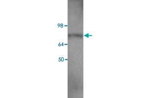 Western blot analysis of HEK293 cell lysate with EIF2C2 polyclonal antibody  at 1 : 400 dilution. (AGO2 Antikörper  (C-Term))