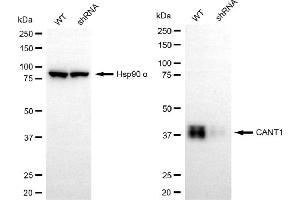 Western blotting analysis using CANT1 antibody (ABIN7797825).
