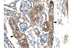 SLC17A2 antibody was used for immunohistochemistry at a concentration of 4-8 ug/ml to stain Epithelial cells of renal tubules (arrows) in Human Kidney.