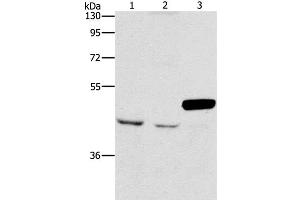 Western Blot analysis of A172 and K562 cell, Mouse pancreas tissue using ARMCX3 Polyclonal Antibody at dilution of 1:900 (ARMCX3 Antikörper)