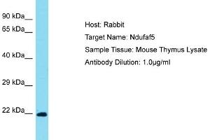 Host: Rabbit Target Name: Ndufaf5 Sample Type: Mouse Thymus lysates Antibody Dilution: 1.
