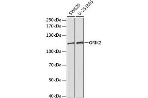 Western blot analysis of extracts of various cell lines, using GRIK2 antibody (ABIN3022674, ABIN3022675, ABIN3022676 and ABIN6219084) at 1:1000 dilution. (GRIK2 Antikörper  (AA 30-300))
