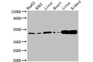 Western Blot Positive WB detected in: HepG2 whole cell lysate, K562 whole cell lysate, Rat liver tissue, Mouse heart tissue, Mouse liver tissue Mouse kindey tissue All lanes: ACAT1 antibody at 3 μg/mL Secondary Goat polyclonal to rabbit IgG at 1/50000 dilution Predicted band size: 46, 18 kDa Observed band size: 46 kDa