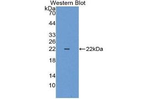 Western Blotting (WB) image for anti-Keratin 18 (KRT18) (AA 1-159) antibody (ABIN3207040) (Cytokeratin 18 Antikörper  (AA 1-159))