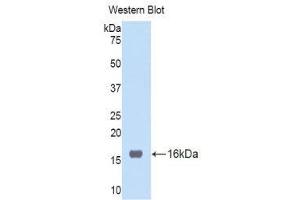 Western Blotting (WB) image for anti-Tumor Necrosis Factor Receptor Superfamily, Member 19 (TNFRSF19) (AA 41-161) antibody (ABIN1176207) (TNFRSF19 Antikörper  (AA 41-161))