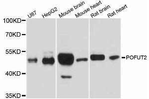 Western blot analysis of extracts of various cell lines, using POFUT2 antibody (ABIN6292251) at 1:1000 dilution. (POFUT2 Antikörper)
