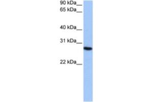 Western Blotting (WB) image for anti-Proteasome Subunit alpha 6 (PSMA6) antibody (ABIN2462130) (PSMA6 Antikörper)
