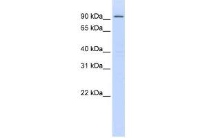 WB Suggested Anti-ZNF540 Antibody Titration:  0. (ZNF540 Antikörper  (Middle Region))