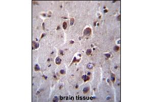 TM55B Antibody (C-term) (ABIN657095 and ABIN2846253) immunohistochemistry analysis in formalin fixed and paraffin embedded human brain tissue followed by peroxidase conjugation of the secondary antibody and DAB staining. (TMEM55B Antikörper  (C-Term))