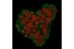 Immunofluorescence (IF) image for anti-CD47 (CD47) (AA 18-135) antibody (ABIN6941215)