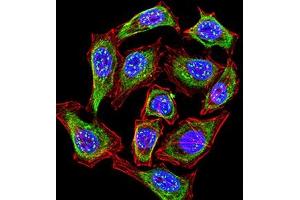 Immunofluorescence analysis of Hela cells using KMT2C mouse mAb (green). (MLL3 Antikörper  (AA 1-205))