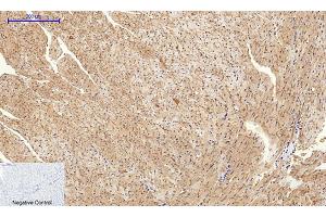 Immunohistochemical analysis of paraffin-embedded mouse heart tissue. (Connexin 43/GJA1 Antikörper  (AA 310-390))