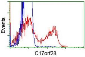 HEK293T cells transfected with either RC206740 overexpress plasmid (Red) or empty vector control plasmid (Blue) were immunostained by anti-C17orf28 antibody (ABIN2452865), and then analyzed by flow cytometry. (HID1/DMC1 Antikörper)