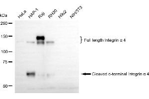 Western blotting analysis using integrin α4 antibody (ABIN7800942). (Rekombinanter ITGA4 Antikörper)