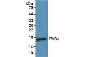 Western blot analysis of recombinant Human IL4. (IL-4 Antikörper)