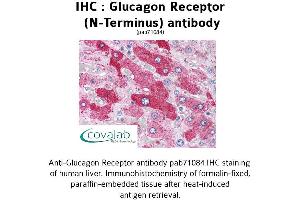 Image no. 1 for anti-Glucagon Receptor (GCGR) (Extracellular Domain), (N-Term) antibody (ABIN1734755) (Glucagon Receptor Antikörper  (Extracellular Domain, N-Term))