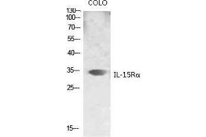 Western Blot (WB) analysis of specific lysis using IL-15Ralpha Polyclonal Antibody.