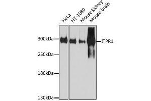 Western blot analysis of extracts of various cell lines, using ITPR1 antibody. (ITPR1 Antikörper  (AA 1850-1950))