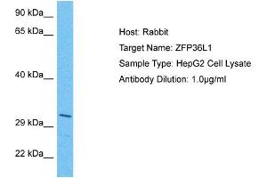 Host: Rabbit Target Name: ZFP36L1 Sample Tissue: Human HepG2 Whole Cell Antibody Dilution: 1ug/ml (ZFP36L1 Antikörper  (N-Term))