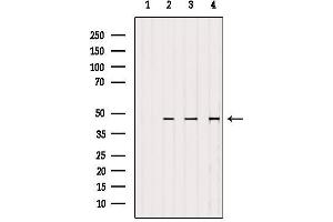 Western blot analysis of extracts from various samples, using MEK2 Antibody. (MEK2 Antikörper  (C-Term))