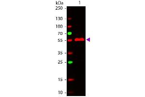 Western Blot of ATTO 647N conjugated Goat anti-Mouse IgG3 (gamma 3 chain) Pre-adsorbed secondary antibody. (Ziege anti-Maus IgG3 (Heavy Chain) Antikörper (Atto 647N) - Preadsorbed)