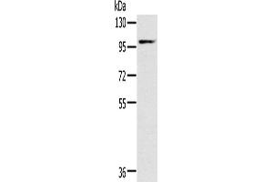 Western Blotting (WB) image for anti-Potassium Voltage-Gated Channel, KQT-Like Subfamily, Member 5 (KCNQ5) antibody (ABIN2430351) (KCNQ5 Antikörper)